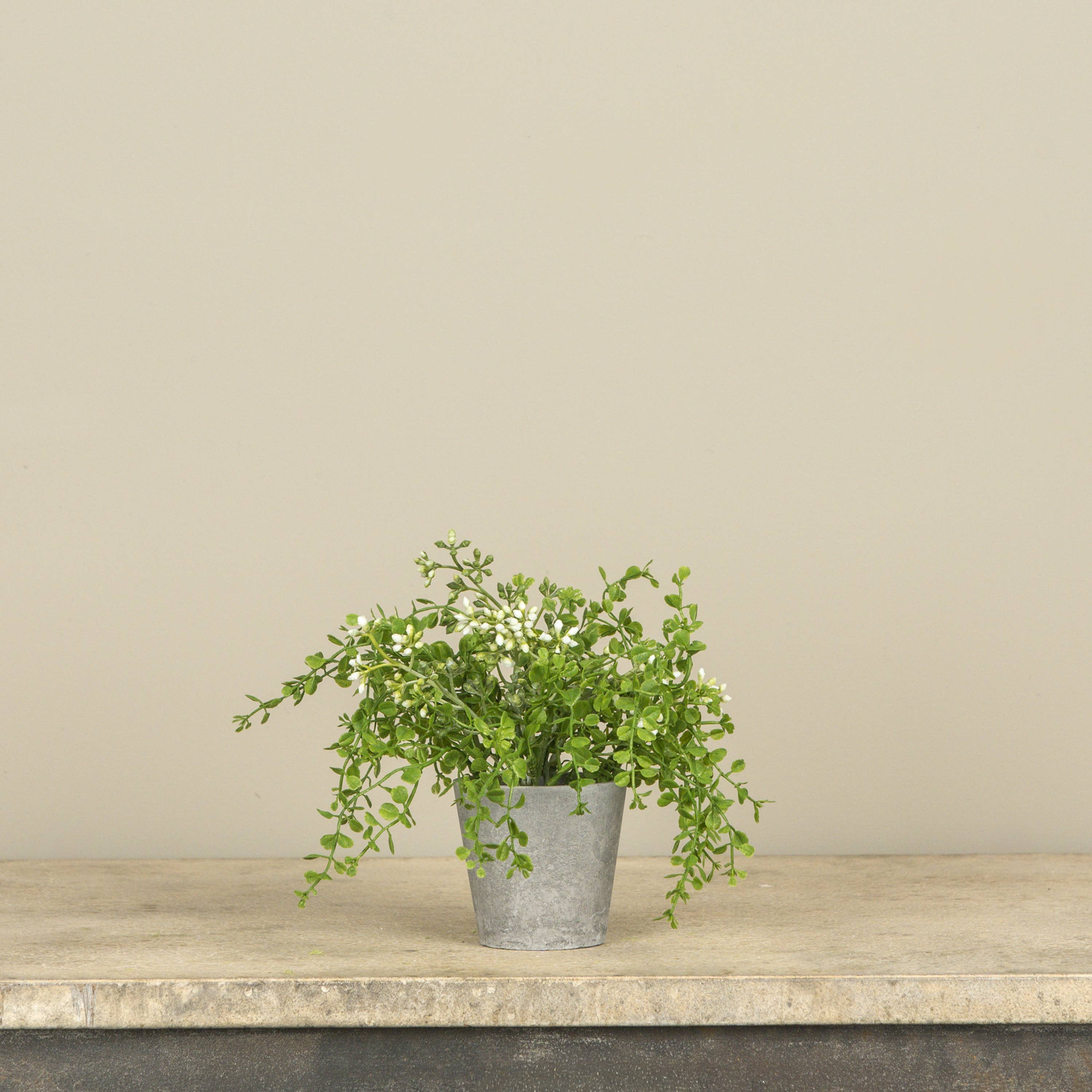 7" POTTED BABY GRASS W/ WHITE BERRIES