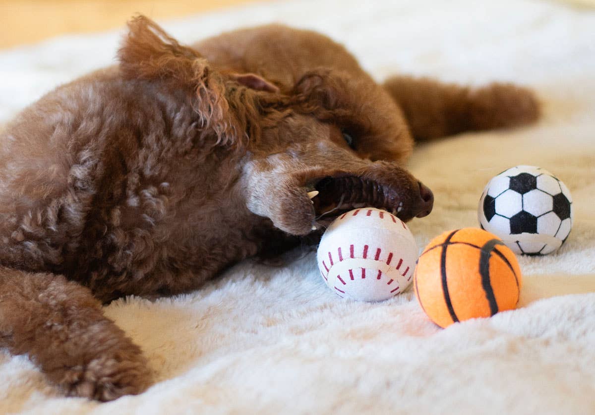 ThoozyPet Tennis Ball  Baseball/Basketball/Soccer
