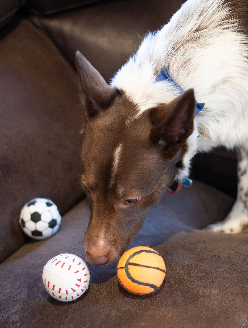 ThoozyPet Tennis Ball  Baseball/Basketball/Soccer