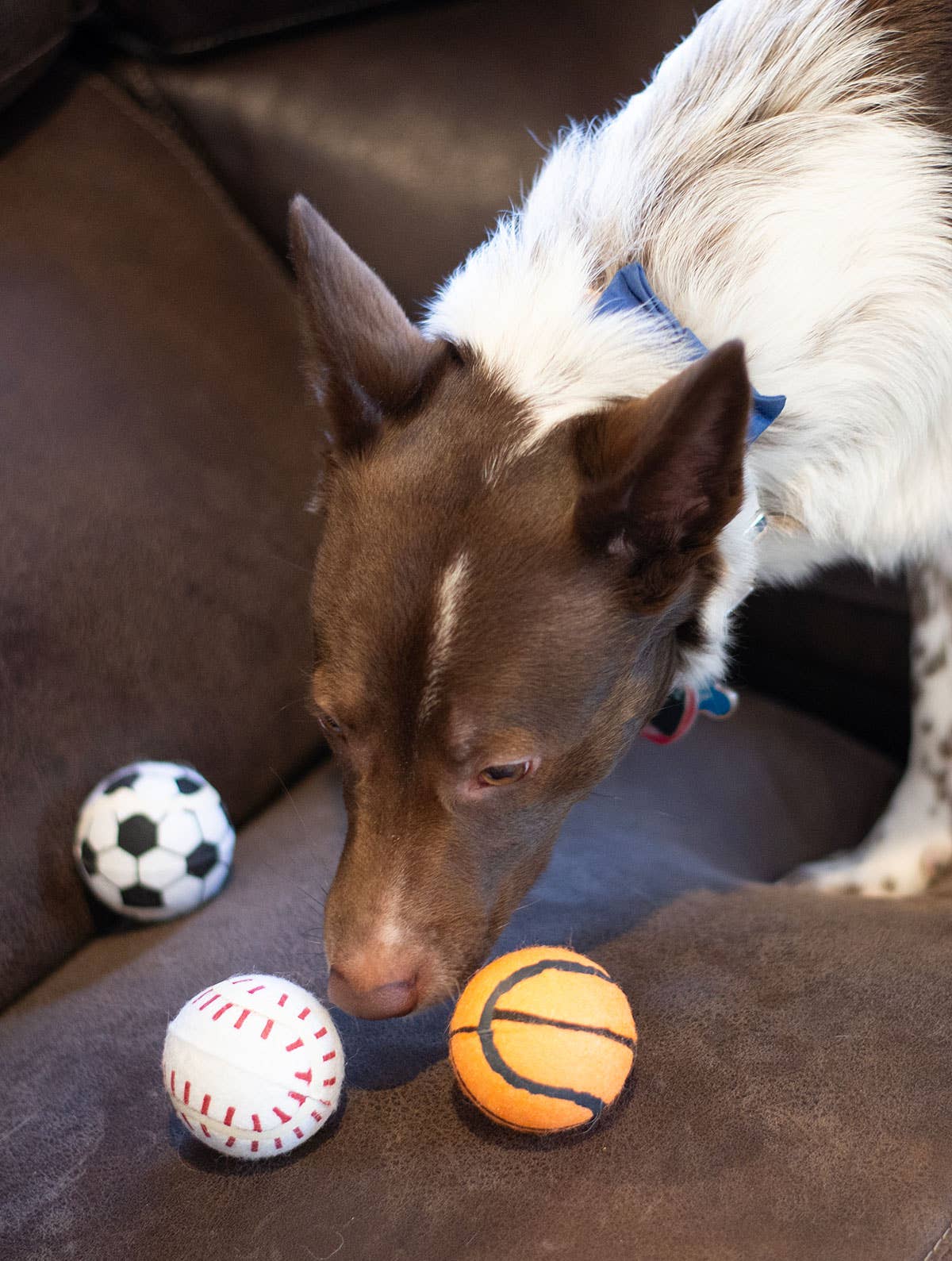 ThoozyPet Tennis Ball  Baseball/Basketball/Soccer