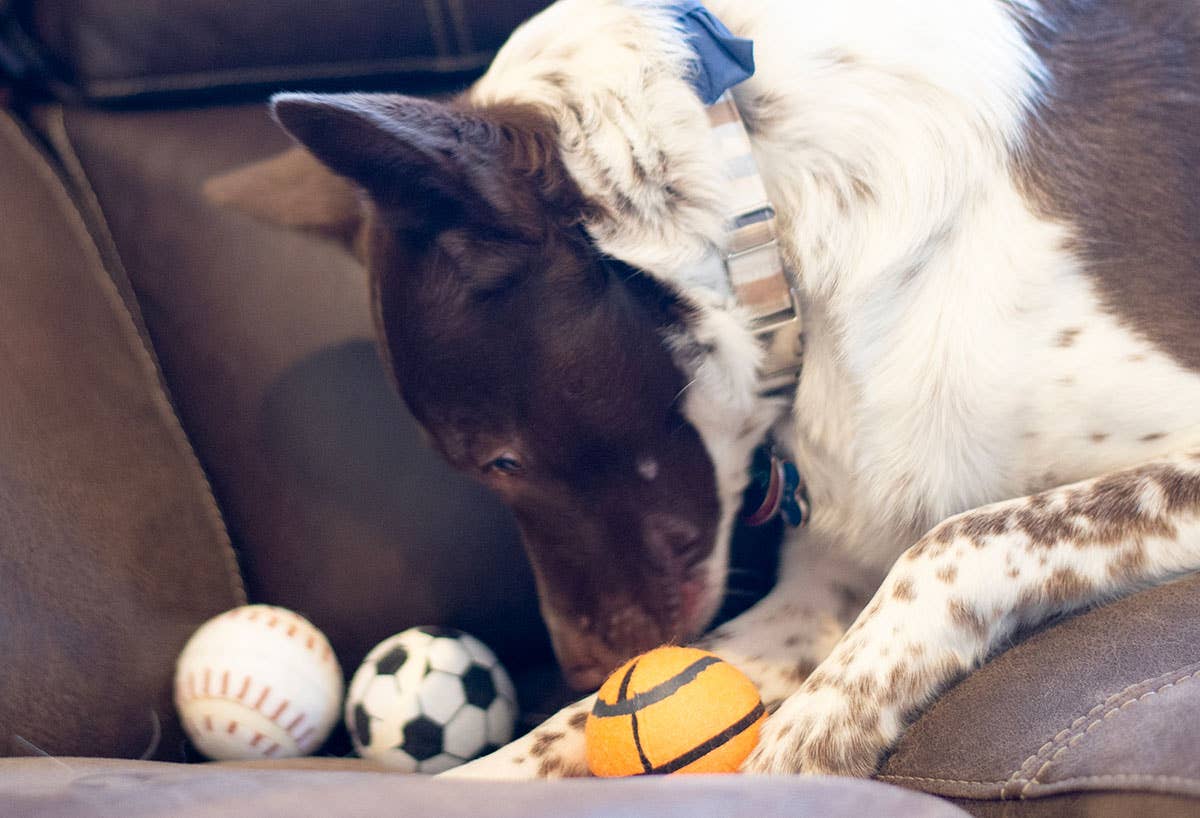 ThoozyPet Tennis Ball  Baseball/Basketball/Soccer
