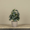 13.5" POTTED HOSTA