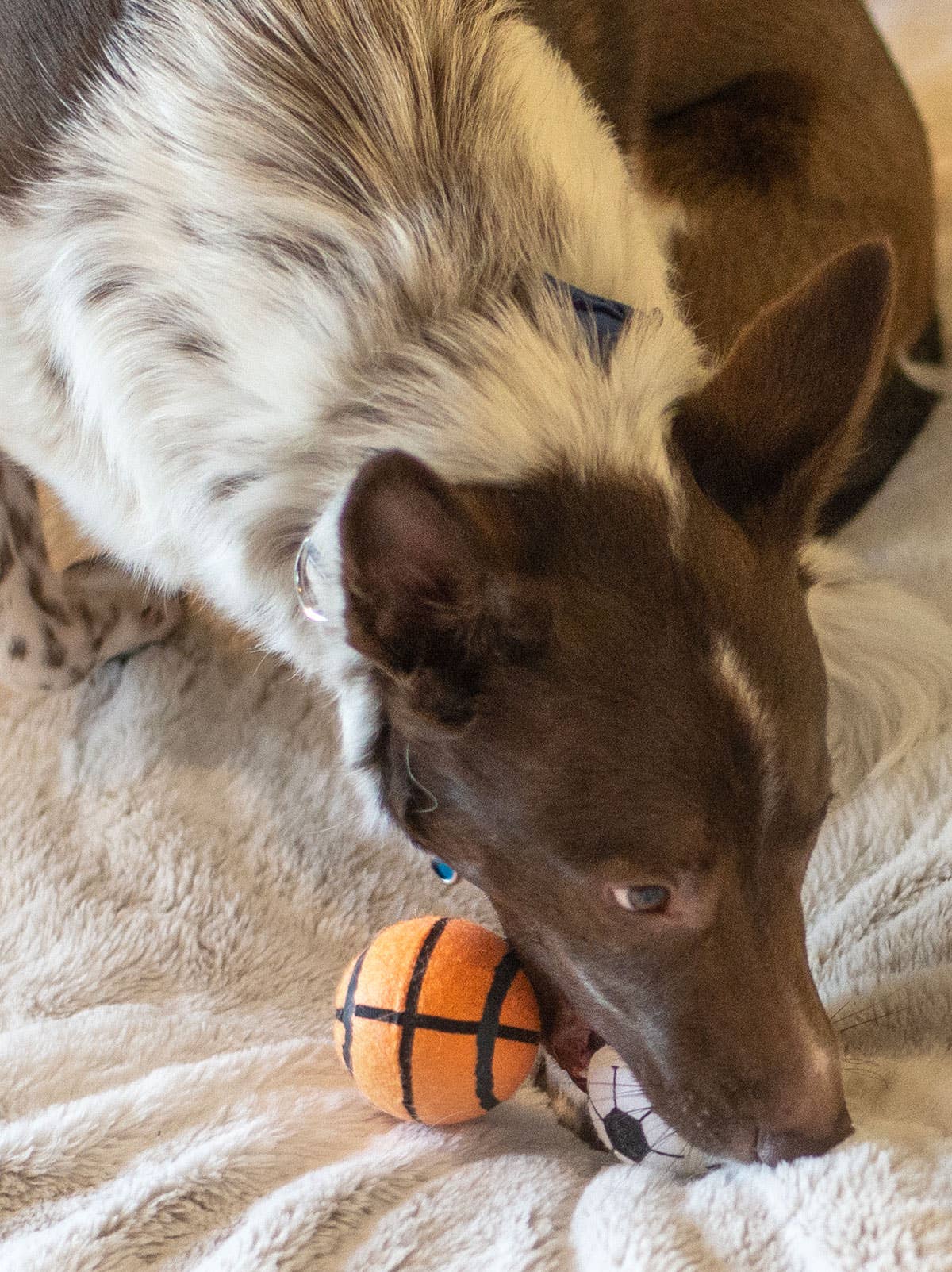 ThoozyPet Tennis Ball  Baseball/Basketball/Soccer